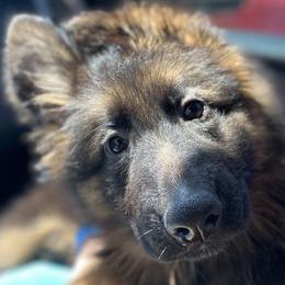 German Shepherds from Majestic GSD Kennels