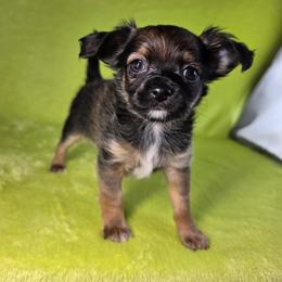 Prince Charming - Black sabled fawn male Chihuahua puppy in West New York, New Jersey from Pixie’s Magical Puppies
