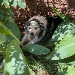 Miniature Australian Shepherd and Toy Australian Shepherd All Grown Up from Aussies by Mary at Temple Ranches