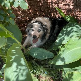 Miniature Australian Shepherd and Toy Australian Shepherd All Grown Up from Aussies by Mary at Temple Ranches