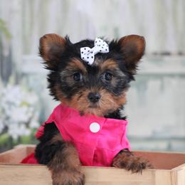 TANA - Black and gold female Yorkshire Terrier puppy in Hughesville, Missouri from Puppykiss4u