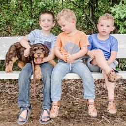 Australian Labradoodle Puppies from Novalie Australian Labradoodles