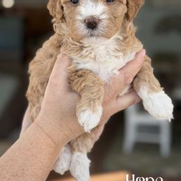 Hope - Yellow and white female Bernedoodle puppy in Henry, Illinois from Rowe Farms Doodles