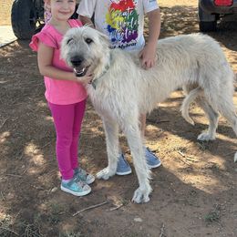 Olive - Irish Wolfhound