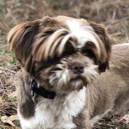 Shih Tzus from Tiffany's Shih Tzus