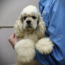 KAMRON - Buff male Cocker Spaniel puppy in Ada, Oklahoma from J and S Cocker Spaniels