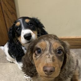 Dachshund Puppies from Long Little Dog Ranch