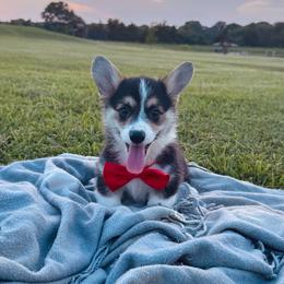 Lulu's Red Boy - Black and tan male Pembroke Welsh Corgi puppy in Vilonia, Arkansas from Lucky Pups Corgis