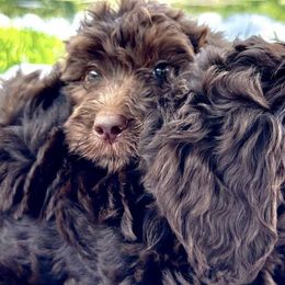 Bernedoodles, Double Doodles, and Goldendoodles from Florida Doodles