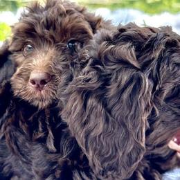 Bernedoodles, Double Doodles, and Goldendoodles from Florida Doodles