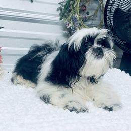 SB Ron Ron - Black and white male Shih Tzu puppy in Elgin, South Carolina from Silver Bells Paw Prints