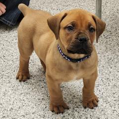 Boerboels from Pine River Boerboels