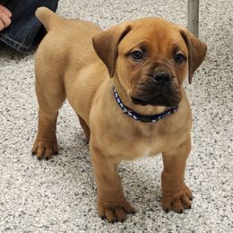 Boerboels from Pine River Boerboels