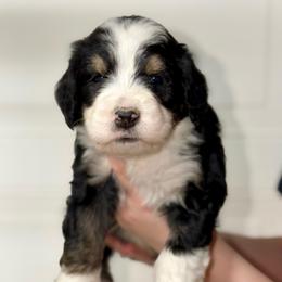 Moss - Tri-color male Bernedoodle puppy in Beecher, Illinois from Erica’s Doodles