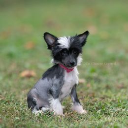 Fly HHL Female 3500 - Black and white female Chinese Crested puppy in Kentucky from Qilin Chinese Crested