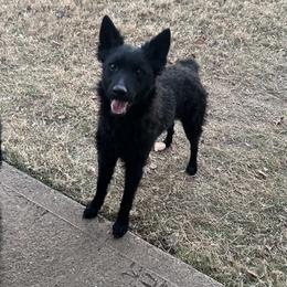 Reba - Black female Mudi puppy in Valley Mills, Texas from Graves Farm Mudi