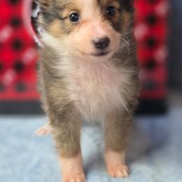 Shamrock - Sable and white female Shetland Sheepdog puppy in Citra, Florida from Southpaw Herders LLC