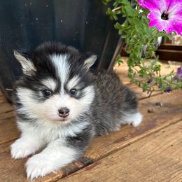 Savannah - Black female Pomsky puppy in Mc Minnville, Oregon from West Coast Pomskies