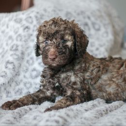Boy 2 - Poodle puppy in Oklahoma from Rosebud Kennels