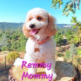 Remmy - Goldendoodle