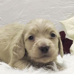 Boy 1 - Cream male Dachshund puppy in Mt. Sterling, Illinois from Doxie Do's