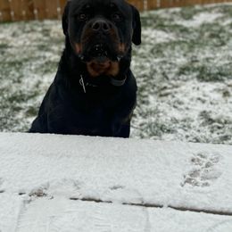 Zorro HAUS OF RZA - Black and mahogany male Rottweiler puppy in San Antonio, Texas from HAUS OF RZA