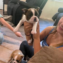 Taffy - Brindle and white female Boston Terrier puppy in Wellington, Ohio from Twist of Faith Farms