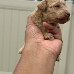 Marshmallow - Apricot male Poodle puppy in Deltona, Florida from Poodles by CNC