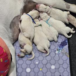 Labrador Retriever Puppies from Samantha Stasik