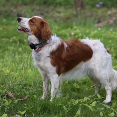 Nederlandse Kooikerhondje All Grown Up from de Hemert Kooikers