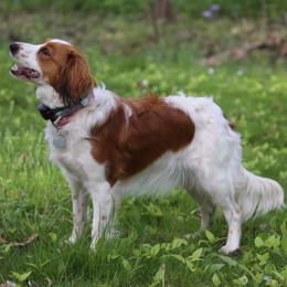 Nederlandse Kooikerhondje All Grown Up from de Hemert Kooikers