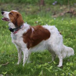 Nederlandse Kooikerhondje All Grown Up from de Hemert Kooikers