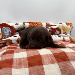 Purple - Chocolate female Labrador Retriever puppy in Heath Springs, South Carolina from Rich Hill Retrievers