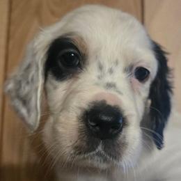 Donna 9 - Blue belton and tan (tri-color) female English Setter puppy in Morrice, Michigan from Wild Bird Setters