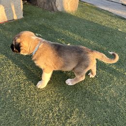 Anatolian Shepherd Dog Puppies from WanderDogs.Co