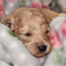 Windy - Apricot female Poodle puppy in Harrisonville, Missouri from Kurly Q Poodles