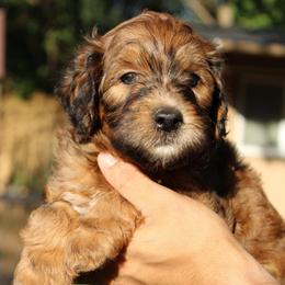Bee - Sable male Goldendoodle puppy in Grants Pass, Oregon from Oregon Valley Doodles