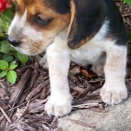 Beagles and Cairn Terriers from Loves Kennel