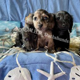 Dachshund Puppies from M.H.P Dachshunds