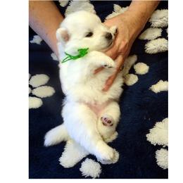 GREEN - Salvador DALI - White female American Eskimo Dog puppy in Redlands, Ca, Usa, California from Tribe of Aryelle