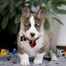 Randy - Sable male Pembroke Welsh Corgi puppy in Sugarcreek, Ohio from Admar Canines