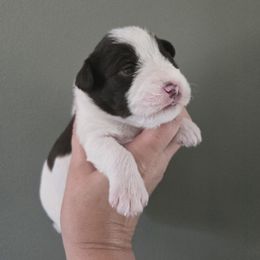 Boy 1 - Parti male Miniature Schnauzer puppy in Hickory, North Carolina from Selene's Schnauzers