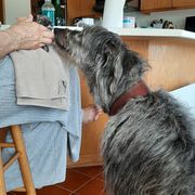 Lurcher puppies from Ashir Kennels