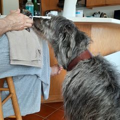 Lurcher puppies from Ashir Kennels