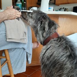 Lurcher puppies from Ashir Kennels