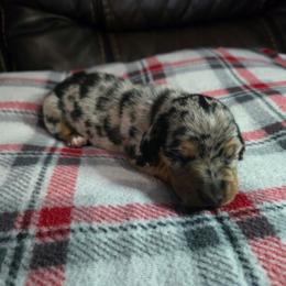 Girl 3 - Dapple female Dachshund puppy in Mobile, Alabama from Lady and the Tramp Dachshunds