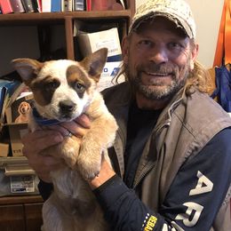 L61-07 - Red speckled male Australian Cattle Dog puppy in Sheridan, Oregon from 6pk Cattledogs