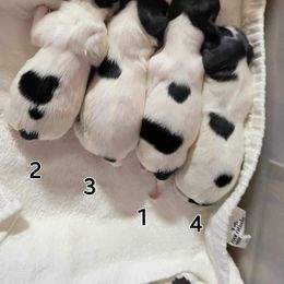 Papillon puppies from Guardian’s Papillons
