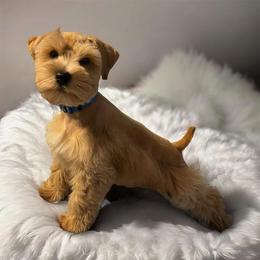 Miniature Schnauzer puppies from Laurel Crown Schnauzers