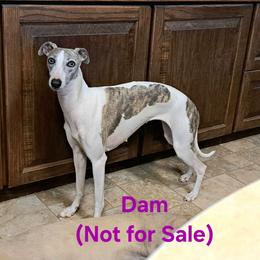 2 Males - 2 Females - Red brindle female Whippet puppy in Steamboat Rock, Iowa from River Valley Canines